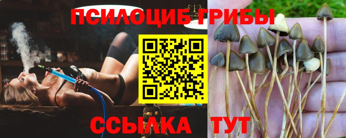 Миллерово  Галлюциногенные грибы Cubensis  наркошоп  Вход с VPN 